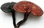 high quality Ganoderma lucidum Extract/ Reishi Extract/Reishi Mushroom Extract