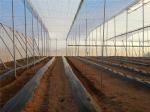 Heat Resistance 45gsm Insect Screen Mesh , Disease Prevention Insect Proof Net