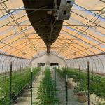Load 15KG/M2 Black Out Light Deprivation Greenhouse With Ridge Vents
