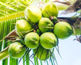 China Food Grade Betelnut Special Enzyme : Loosen Fibers, Increase Elasticity factory