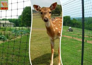 China Plastic Deer Fence Netting , Garden Deer Mesh Fencing 1.2 Meters Height factory