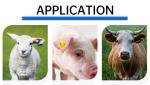 Printing Electronic Ear Tags Animal 134.2KHz 30.6 Mm For Livestock
