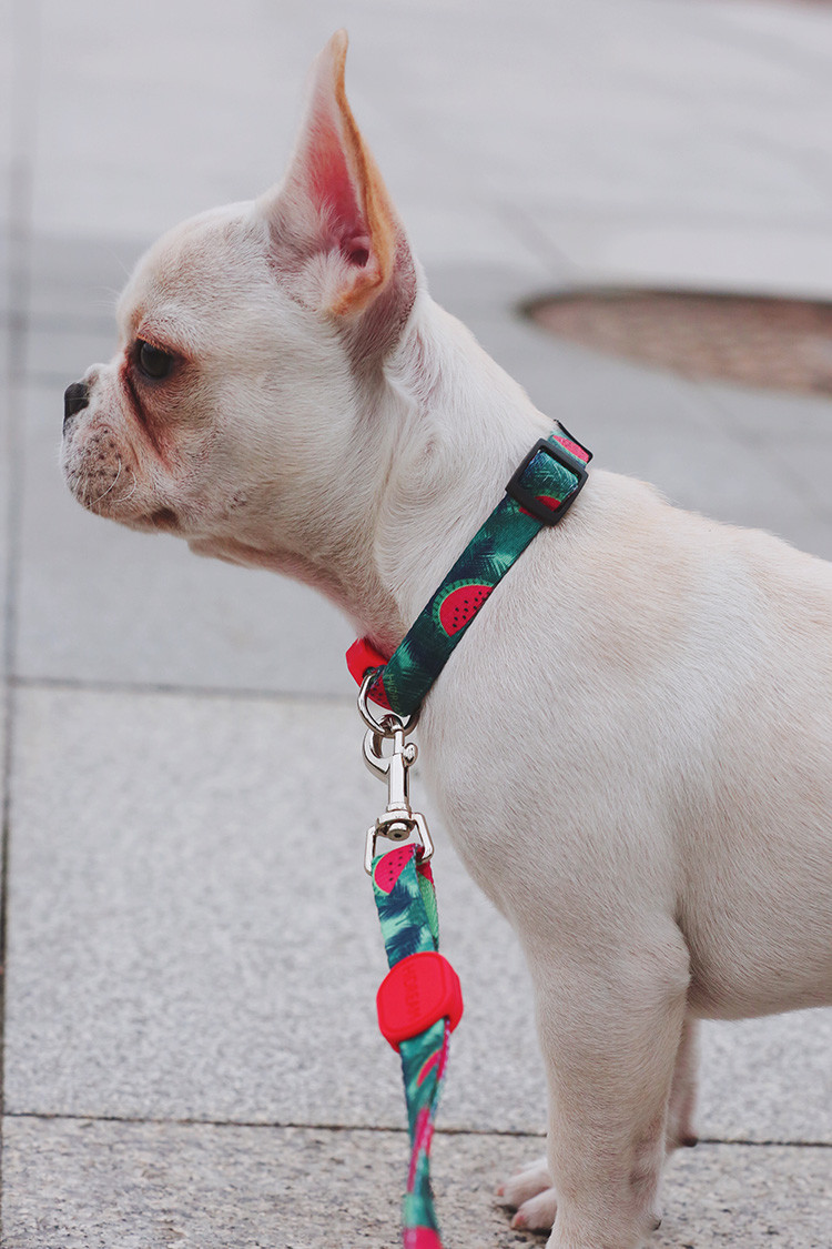 Watermelon Dog Collar And Leash Harness Reflective Dog Accessories