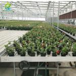 Hot Galvanized Greenhouse Rolling Benches Earthquake Proof Ebb And Flood Benches