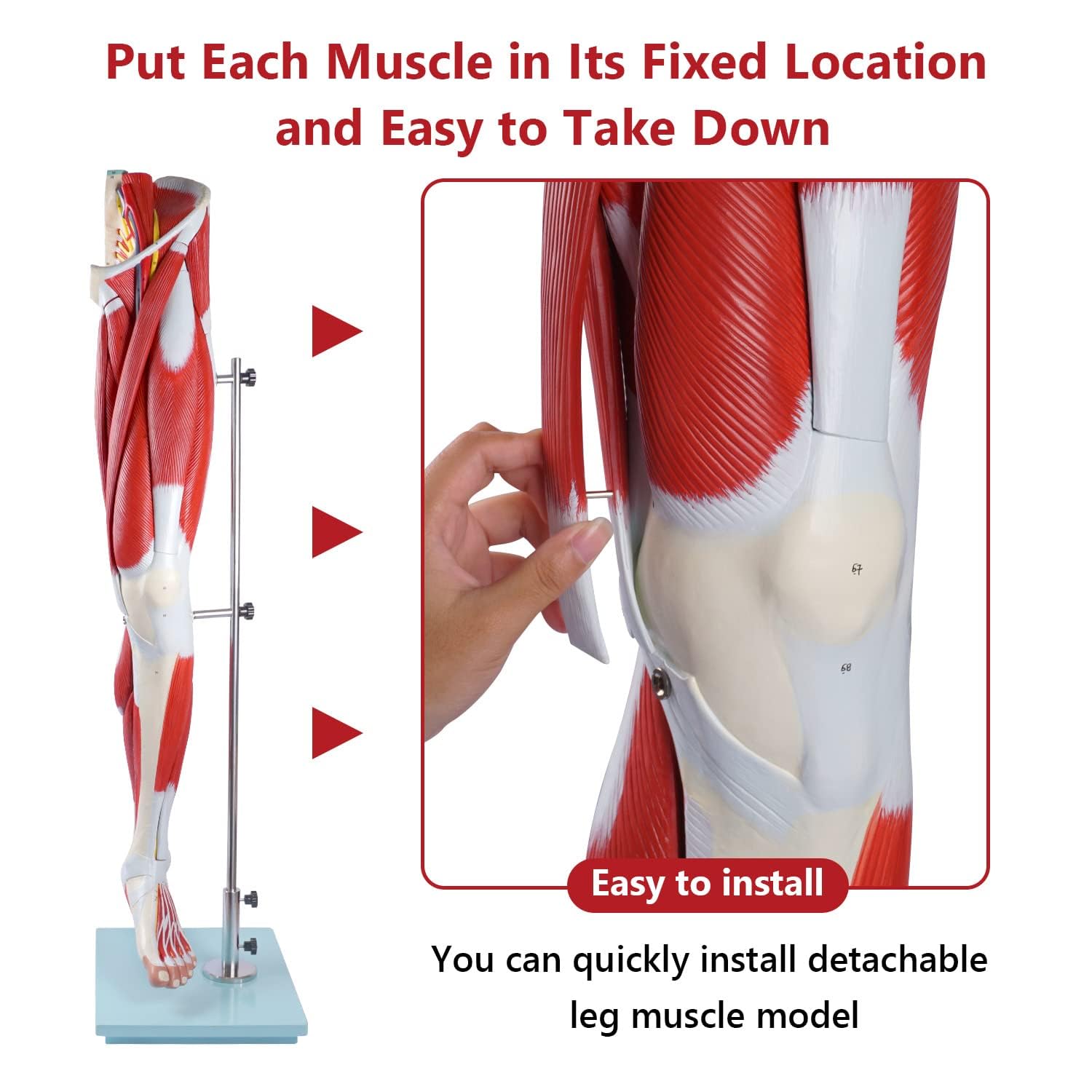 Human Hip thigh calf and foot muscles 13 parts Life Size Arteries & Veins for Study Display Teaching Medical Leg Muscle Model