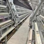 Poultry Battery Cage Chicken Raising Equipment H Type Laying Hens Poultry