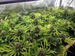 Waterproof 660nm 670W Herb Garden Grow Light