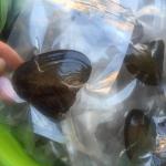 Wholesale Vacuum-packed 7-8mm A grade rice shape freshwater pearl oyster white