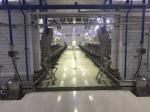 11kw Vacuum 3800L Parallel Parlor Milking Systems 128 Cows Per Hours
