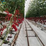 Steel Frame Smart Hydroponic Greenhouse For Tomato Strawberry Planting
