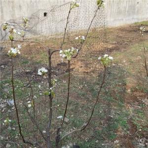 Customized Length 25 X 50 FT Bird Netting for Poultry and Plant Protection in