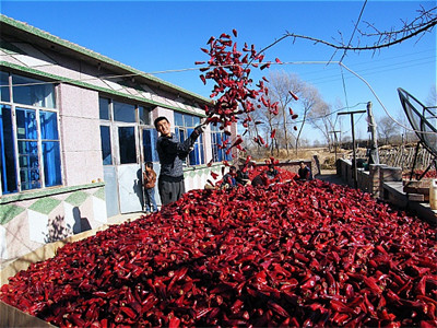 Dehydrating Sanying Tianjin Red Chilies Hot Peppers Mala Dried 20000SHU