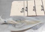 Bqf Dried Seafood Loligo Chinensis Bqf Brc 24 Months Shelf Time