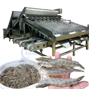 China 1500KG Fish Shrimp Grader Machine Multipurpose For Industrial factory