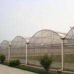 Large Size Clear Plastic Film Greenhouse Multi Span 3-6m Gutter Height
