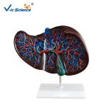 Medical Science Teaching Human Organ Model Liver Eco - Friendly PVC