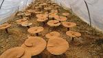 high quality Ganoderma lucidum Extract/ Reishi Extract/Reishi Mushroom Extract