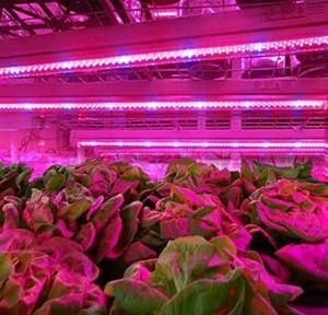 China Plant Growth LED Strip Light Plant Grow LED Strip Light Kit Waterproof factory