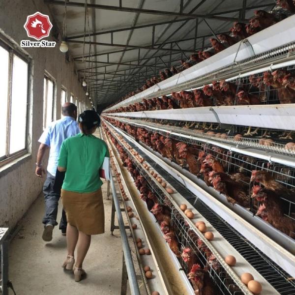 Poultry Chicken Cages 4 Tiers A Type Automatic Battery Layer Chicken Wire Egg