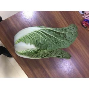 China Light Sweet Fresh Chinese Cabbage No Irregular Shape No Mouldy factory