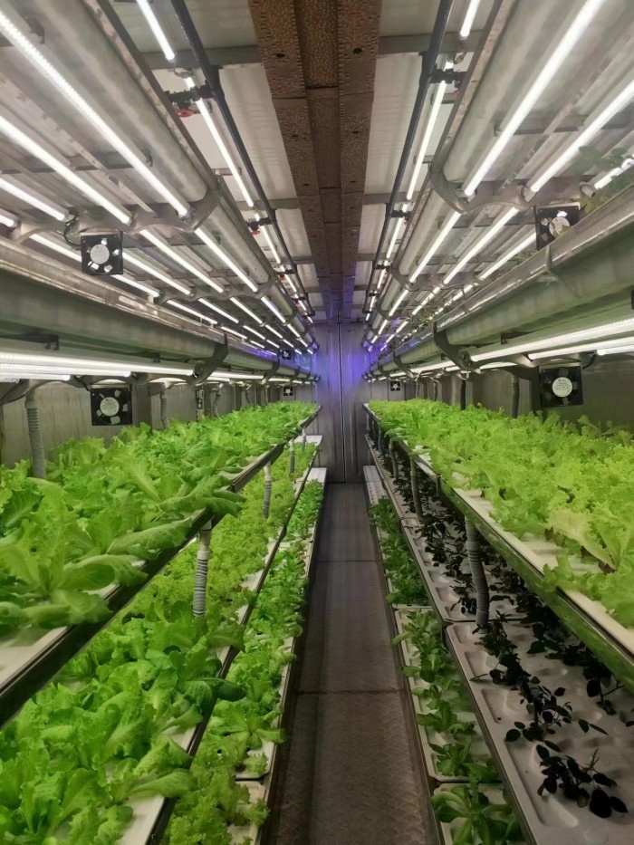 40 Feet Container Farming Plant Factory For Hydroponic Growing Lettuce Leaf Vegetable Growing