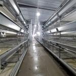 Long Time Use A Type Farm Chicken Battery Cages For Layers