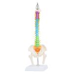 Vertebrae Nerves Arteries Pelvic Bone And Femur Anatomical Skeleton Full Size