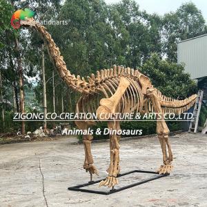 China Authentic Personalized Dinosaur Skeleton Model For Outdoor Decoration Shunosaurus Skeleton Replicas factory