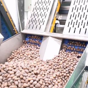 2 Tons Capacity 380V 8 Channels Pecan Sorting Machine With CE Certification