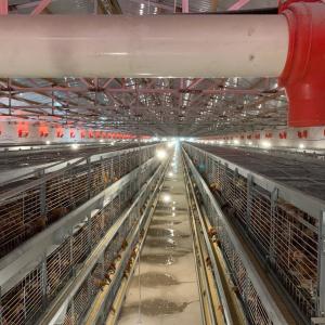 China 190*35*38cm Layer Chicken Cage factory