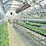Agricultural Galvanized Steel Frame Solar PV Greenhouse