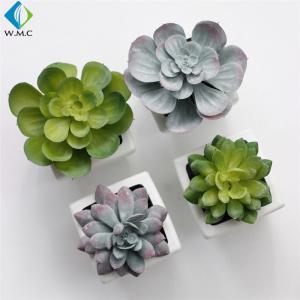 China Artificial Plastic Succulent Plants 5-10 Years Life Time For Room Ornament factory