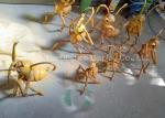 Fiberglass Animals Statues Giant Size Brown Fiberglass Ant Statue