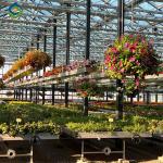 UV Resistant Mutli Span Flower Greenhouse Venlo Arch Type Waterproof