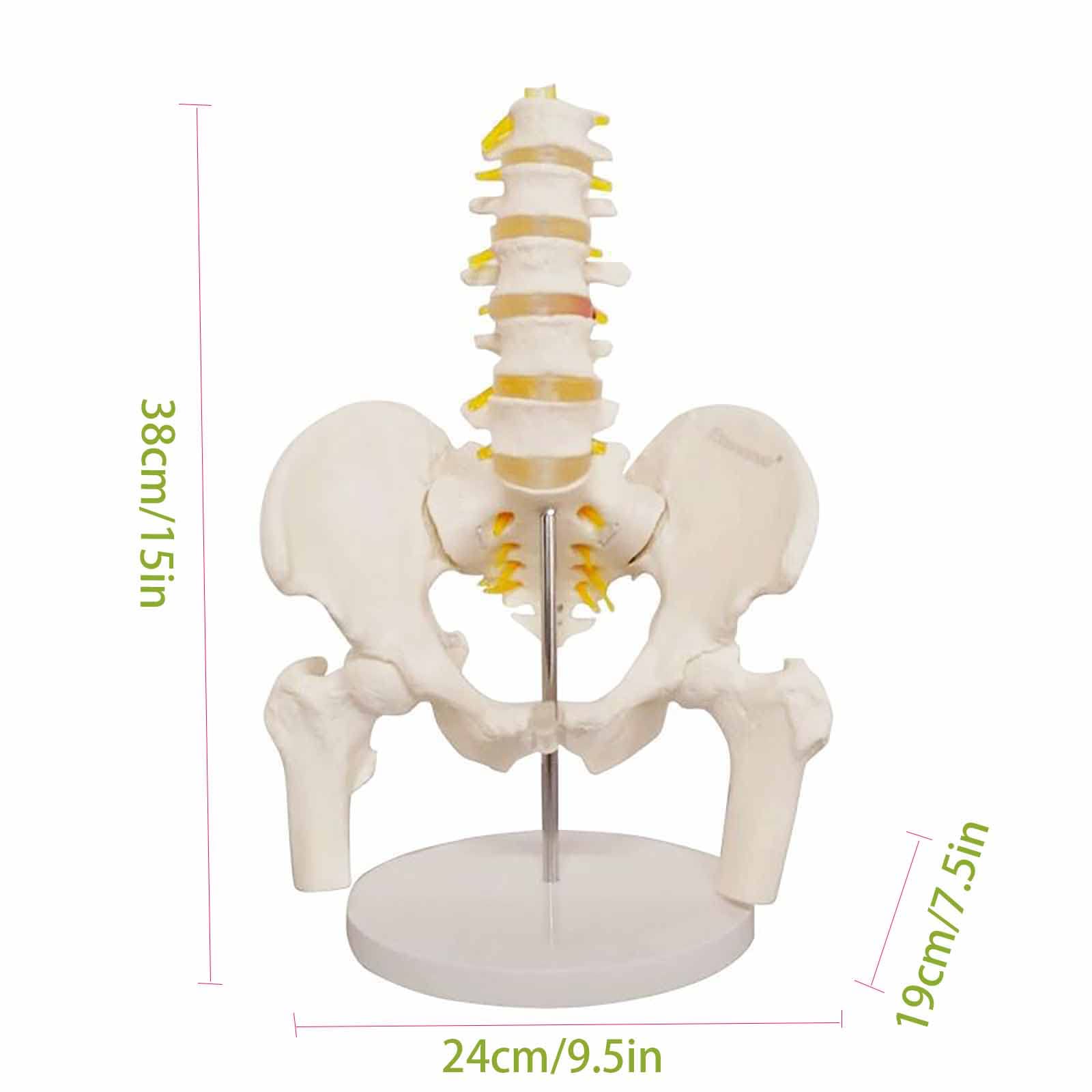 Medical Lumbar Spine Pelvic Anatomical Skeleton Model Vertebral Column 3D