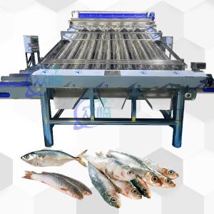 China SUS 304 Fish Grading Machine Automatic Fish Sizing Machine Durable Industry Fish Soring factory