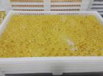 White Food Grade Plastic Drying Trays For Softgel Capsules And Paintball
