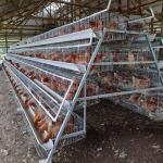 Hot Dip Galvanized Egg Layer Chicken Cage A Type Battery 96 Birds 128 Birds