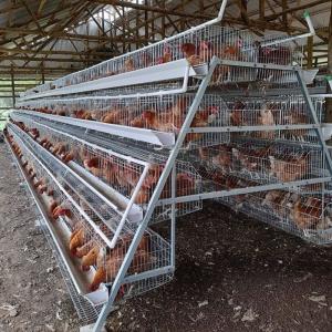 China A Type Battery Chicken Layer Cage 3 Tier 120 Capacity For Poultry In Dubai factory