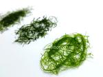 Raw 100% Pure 400g Forest Green Prolifera Seaweed To Make Energy Bars Cookies