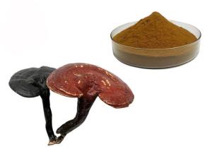 China 50% Purity Ganoderma Lucidum Reishi Mushroom Extract Powder factory