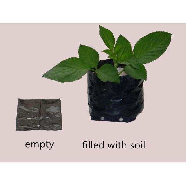 HDPE Polyethylene 14cm Plastic Grow Bags Quince Seedling Poly Bags