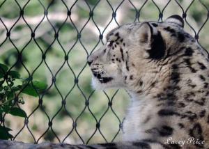 China Stainless Steel Animal Enclosure Mesh Corrosion Resistant For Lion / Tiger Cage factory