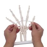 Human Life Size Finger Bone Flexible for Medical Demonstration Study Education