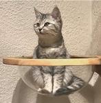 Mounted Wooden Cat Space Clear Capsule Sphere Cat Bed