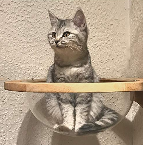 transparent cat bed