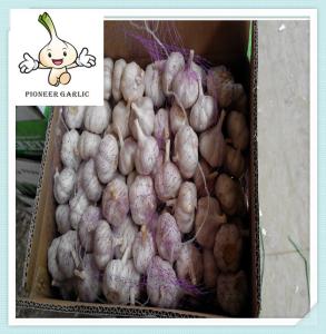 China Supply Direct From China Factory Coldstorage Fresh Red Garlic factory