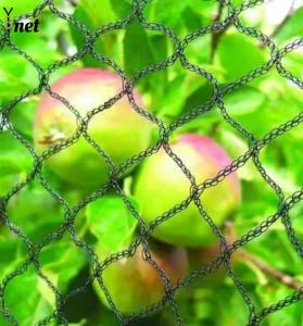 China 1m - 500m Vineyard Bird Netting Anti UV Bird Netting For Tomato Plants factory