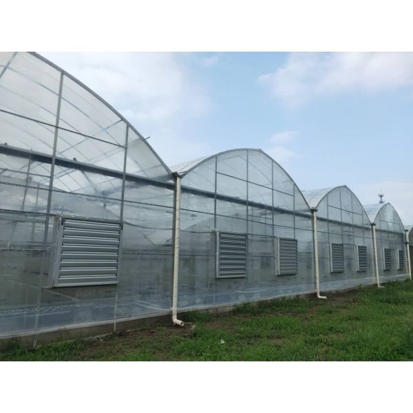 Sprinkler Irrigation 9m Agricultural Multi Span Greenhouse