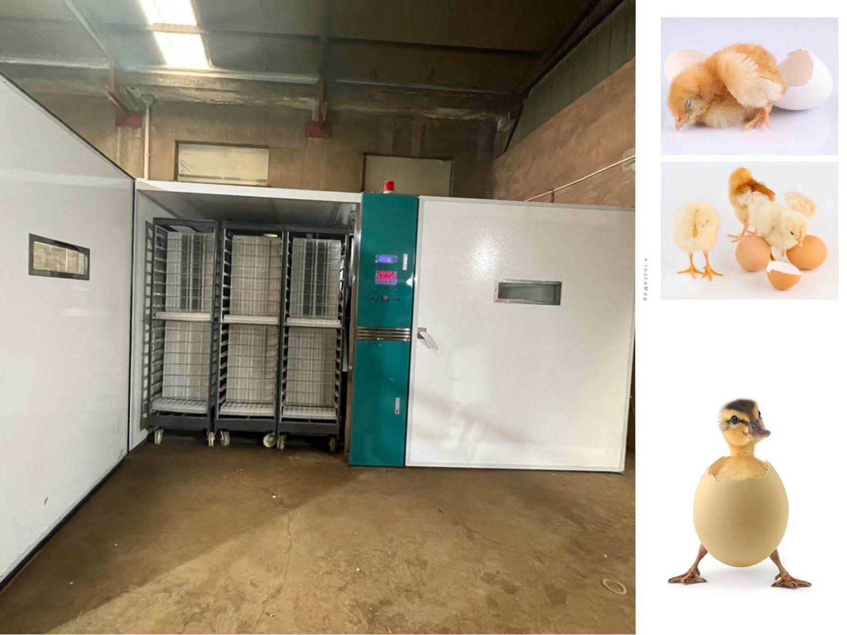 19200 Large Scale Egg Incubators Incubate Ducks Birds Goose Eggs